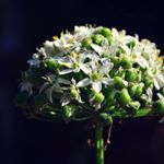 Crystal - Instagram Profile Picture of Crystal (@crystaldecarlo) on Instagram