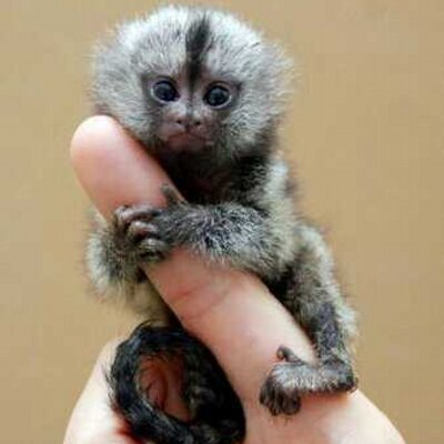 Profile Picture of Andrés Almodóvar (@andyalmo63) on Twitter