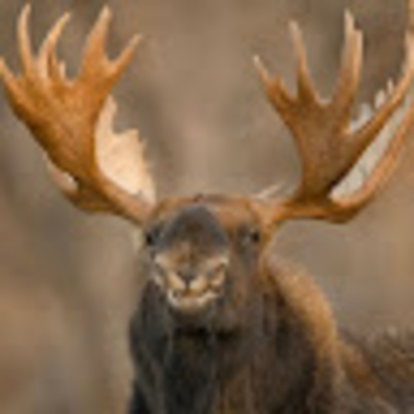 Profile Picture of Cheryl Freysinger (@cfreysinger) on Poshmark