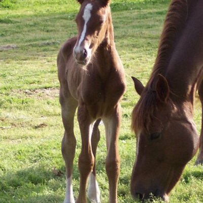 Profile Picture of Scott Horner (@wellroundcowboy) on Twitter