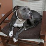 Profile Picture of Randall Boggs Brotherson (@bogsrandy) on Instagram