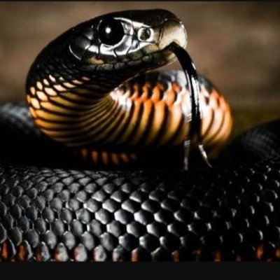 Profile Picture of Ivan Phillip Reyes (@ivanjuniorp) on Twitter
