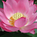 Profile Picture of Vishwanath Hegde (@vishwanath_hegde) on Flickr