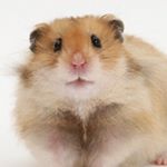 Profile Picture of DropseyMcmuffin (@dropseymcmuffin) on Instagram