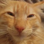 Profile Picture of Jacob Harness (@killerpotatoe_34) on Instagram