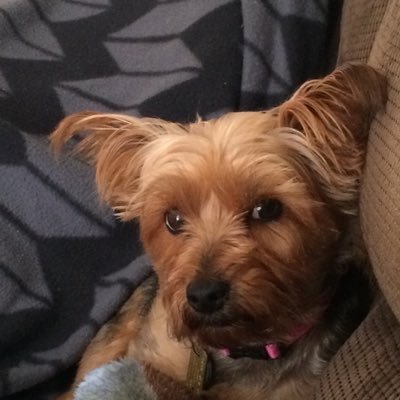 Profile Picture of Dawn L Shiner (@shiner_dawn) on Twitter