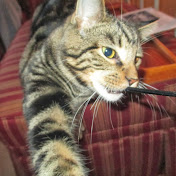 Profile Picture of Renee Phillips (@reneephillips3309) on Youtube