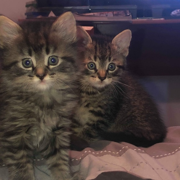 Profile Picture of Shannie Stoskopf (@shanniestoskopf) on Poshmark