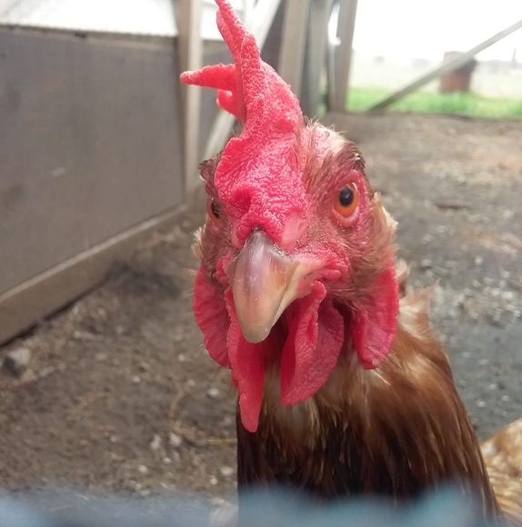 Profile Picture of Kathy Daege (@whitefishmt) on Poshmark