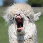 Profile Picture of Quinn Mannix (@alpaccaponchopriv) on Instagram