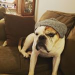 Profile Picture of Chris Odle (@bulldogwithatail) on Instagram