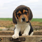Profile Picture of Greenfield Puppies (@@greenfieldpuppies) on Tiktok
