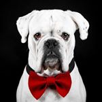 Profile Picture of Christian Hanner (@dog_studio_hundefotografie) on Instagram