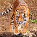 Profile Picture of বাজেমহল এর কিং (@বাজেমহল-এর-কিং) on Facebook