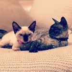 Profile Picture of Jeremy & Decker (@jeremy_decker_devons) on Instagram