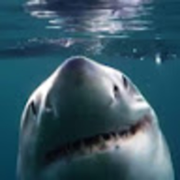 Michael Lackmann - Poshmark Profile Picture of Michael Lackmann (@panteater12) on Poshmark