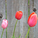 Profile Picture of Tricia Moore (@tamoore02) on Flickr