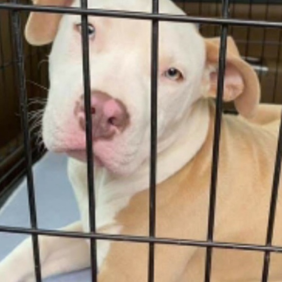 Profile Picture of Matthew Schmalzel (@mschmalzel) on Poshmark