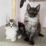 Profile Picture of RunaJara Norwegian Forest Cats (@runa_and_jara) on Instagram