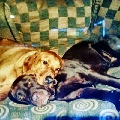 Profile Picture of Brad  Laliberte (@goosetop) on Twitter