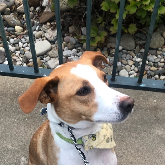 Profile Picture of Bridget Vandenbussche (@bvandenbussche) on Poshmark