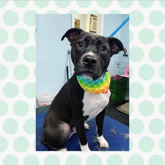 Profile Picture of Michelle Cassiere (@mcassiere) on Poshmark