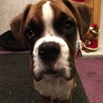 Profile Photo of George Parker🐶 (@george_the_boxer_dog) on Instagram