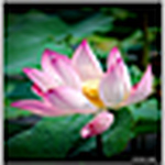 Profile Picture of Steve Ong (@steve ong) on Flickr