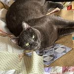 Profile Picture of Bobbi Patillo (@bobbi.patillo) on Instagram