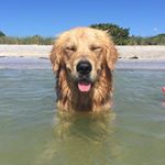 Buddy Stephenson - Instagram Profile Picture of Buddy Stephenson (@buddy_the_golden16) on Instagram