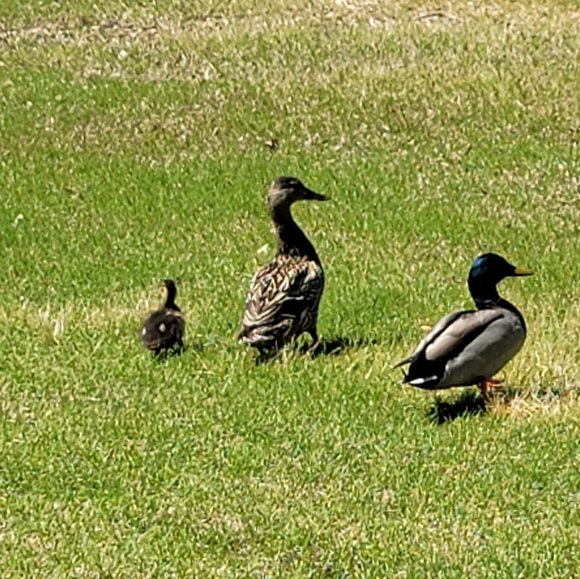 Profile Picture of Curvy Bird (@curvybird) on Poshmark