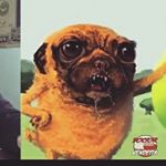 Profile Picture of teresamastini (@terry_steffy) on Instagram