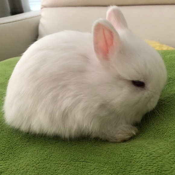 Bunny Bun - Poshmark Profile Picture of Bunny Bun (@bunnybun803) on Poshmark