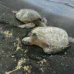 Profile Picture of amanda prag (@vampyamanda) on Instagram