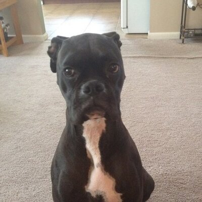 Profile Picture of Josh Wilvert (@Temples239) on Twitter