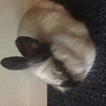 Profile Picture of Howard Goodman (@howardthebun) on Instagram