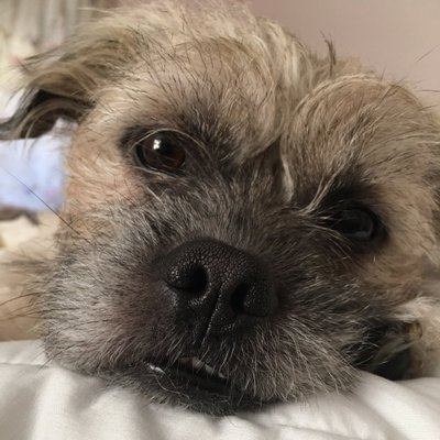 Profile Picture of Anthony Cappellano (@AGCappellano) on Twitter