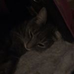 Profile Picture of Veronica Lee (@jeffreympaz) on Instagram