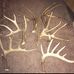 Profile Picture of Antler Guy (@antler.guy.739) on Facebook