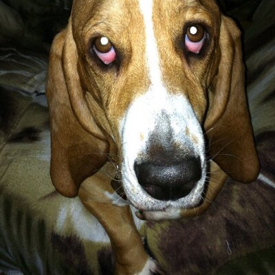 Profile Picture of Robert Herrick (@Rebrob72Herrick) on Twitter