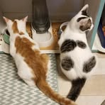 Profile Picture of Lynette Buss (@Lynette-Buss) on Facebook