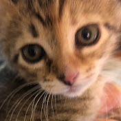 Profile Picture of Jack Pulwers (@jackpulwers4943) on Youtube