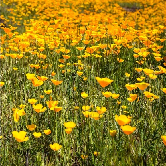 Profile Picture of Deborah Roby-rojas (@omaroby) on Poshmark