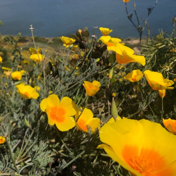 Profile Picture of Lucy Watson (@lucille0426) on Poshmark