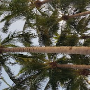 Profile Picture of Paul Walls (@paulwalls6878) on Youtube