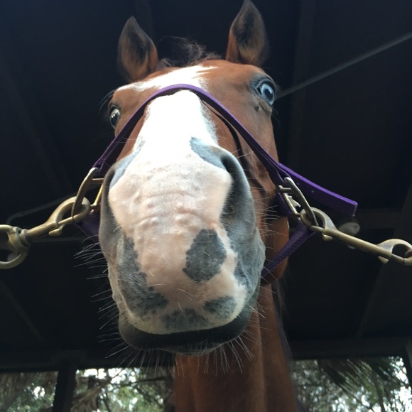 Profile Picture of Bella Camisa (@bellacamisa2) on Poshmark