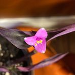 Profile Picture of Amanda Kinkead Glassner (@amanda.glassner) on Facebook