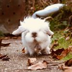 Profile Picture of Jason The Rabbit (@arabbitcalledjason) on Instagram