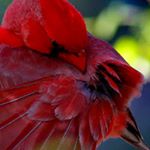 Profile Picture of Jeff Christopherson (@jeffc.coffee) on Instagram