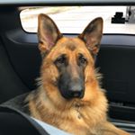 Profile Picture of Maria＆Zwei.GSD🐕🐾 (@maria.s_gsd) on Instagram